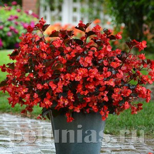 Бегония Megawatt Red Bronze Leaf - 3 шт 10338 - фото 1648