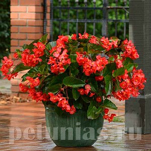 Бегония Megawatt Red Green Leaf - 3 шт 10339 - фото 1649