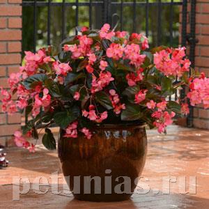 Бегония Megawatt Rose Bronze Leaf - 3 шт 10340 - фото 1650