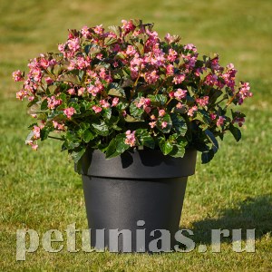 Бегония Sensation Pink Bronze&Green Leaf MIX - 5 шт 10343 - фото 1654