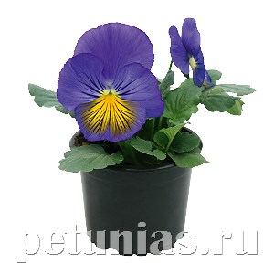 Виола Cats Plus Blue Yellow - 5 шт 10391 - фото 1661