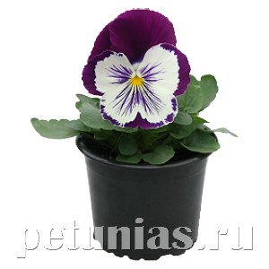Виола Cats Plus Purple&White - 5 шт 10394 - фото 1663