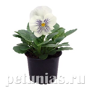 Виола Cats Plus White - 5 шт 10396 - фото 1665