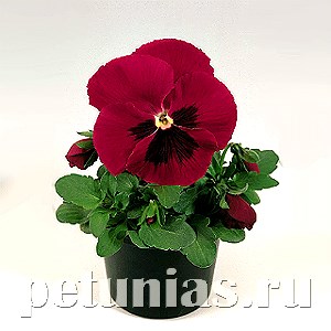 Виола Inspire Carmine Blotch - 5 шт 10400 - фото 1669