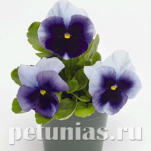 Виола Inspire Plus Beaconsfield - 5 шт 10399 - фото 1670