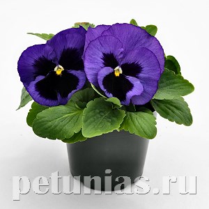 Виола Inspire Deluxxe Blue Surprise - 5 шт 10402 - фото 1672