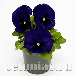 Виола Inspire Deluxxe Deep Blue Blotch - 5 шт 10404 - фото 1674