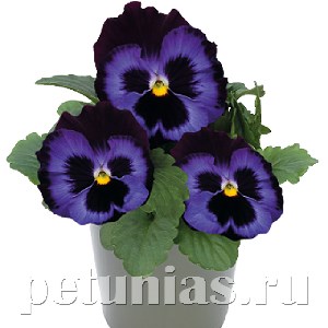 Виола Inspire Deluxxe Denim - 5 шт 10405 - фото 1675