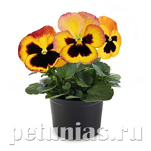Виола Inspire Plus Fire Surprise - 5 шт 10406 - фото 1676