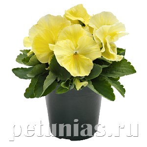 Виола Inspire Plus Lemon - 5 шт 10408 - фото 1678
