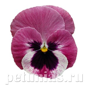 Виола Inspire Deluxxe Light Rose Blotch - 5 шт 10410 - фото 1680