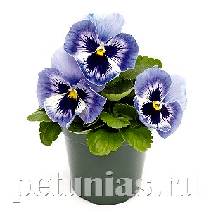 Виола Inspire Plus Marina - 5 шт 10411 - фото 1681