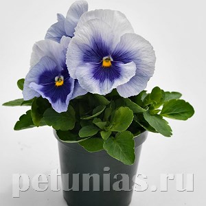 Виола Inspire Plus Metallic Blue Blotch - 5 шт 10412 - фото 1682