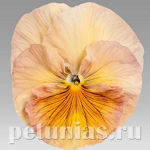 Виола Inspire Peach Shades - 5 шт 10416 - фото 1686