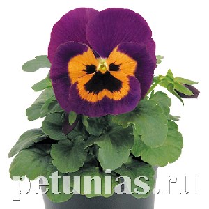 Виола Inspire Purple & Orange - 5 шт 10418 - фото 1688