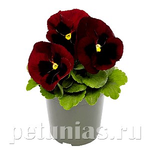 Виола Inspire Deluxxe Red Blotch - 5 шт 10419 - фото 1689