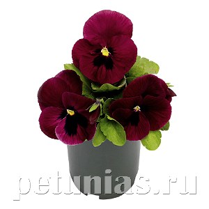 Виола Inspire Deluxxe Rose Blotch - 5 шт 10420 - фото 1690
