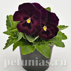 Виола Inspire Deluxxe Rose Velour - 5 шт 10421 - фото 1691