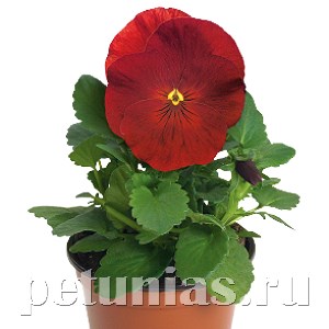 Виола Inspire Plus Scarlet - 5 шт 10422 - фото 1692