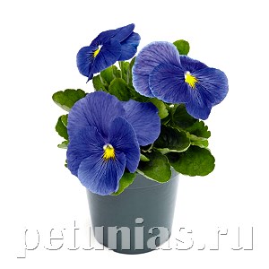 Виола Inspire Plus True Blue - 5 шт 10423 - фото 1693