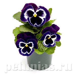Виола Inspire Plus Violet Face - 5 шт 10425 - фото 1695
