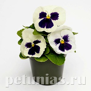 Виола Inspire Deluxxe White Blotch - 5 шт 10427 - фото 1697