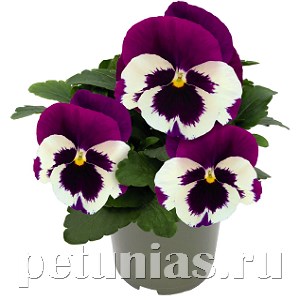Виола Inspire Deluxxe White Violet Wing - 5 шт 10428 - фото 1698