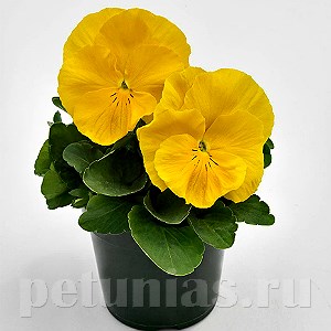 Виола Inspire Deluxxe Yellow - 5 шт 10429 - фото 1699
