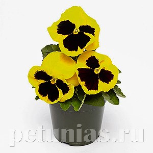 Виола Inspire Deluxxe Yellow Blotch - 5 шт 10430 - фото 1700
