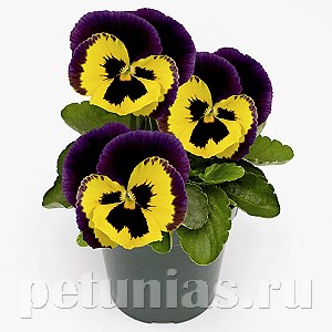 Виола Inspire Plus Yellow Purple Wing - 5 шт 10431 - фото 1701