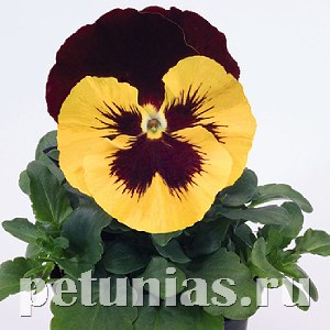 Виола Inspire Yellow Red Wing - 5 шт 10432 - фото 1702