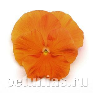 Виола Matrix Orange - 5 шт 10441 - фото 1714