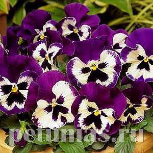 Виола Matrix Purple & White - 5 шт 10443 - фото 1716