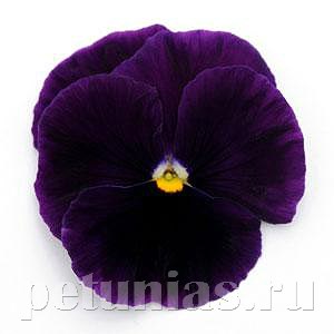 Виола Matrix Purple - 5 шт 10444 - фото 1717