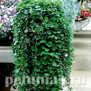 Дихондра изумрудная Emerald Falls - 3 шт 10623 - фото 1718