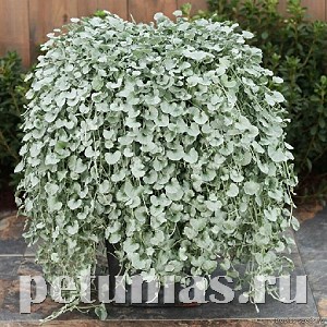 Дихондра серебристая Silver Serfer - 3 шт 10625 - фото 1722