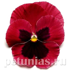 Виола Matrix Rose Blotch - 5 шт 10448 - фото 1724