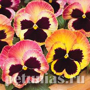 Виола Matrix Sunrise - 5 шт 10451 - фото 1727