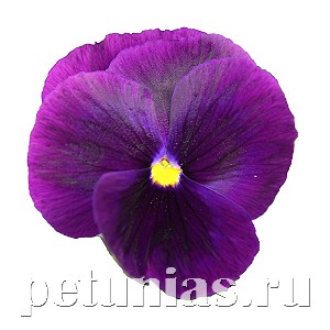 Виола Power Clear Purple - 5 шт 10457 - фото 1733