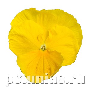 Виола Power Clear Yellow - 5 шт 10459 - фото 1735