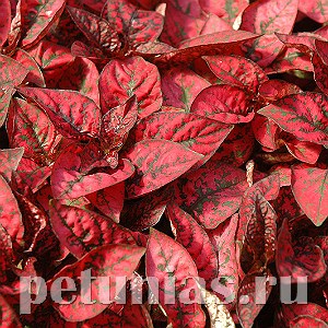 Гипоэстес Splash Select Red - 5 шт 10598 - фото 1738
