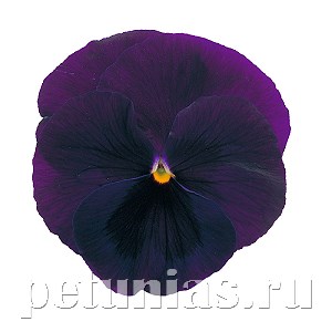 Виола Power Purple with Blotch - 5 шт 10461 - фото 1739
