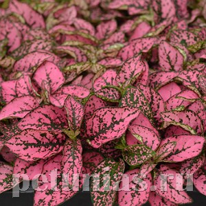 Гипоэстес Splash Select Rose - 5 шт 10599 - фото 1740
