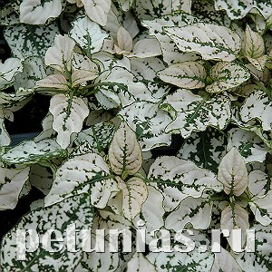 Гипоэстес Splash Select White - 5 шт 10600 - фото 1741