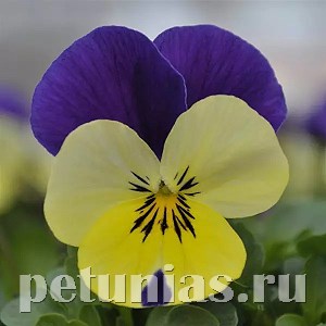 Виола Sorbet Quick Lemon Jump Up - 5 шт 10494 - фото 1745