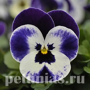 Виола Sorbet Quick Mickey - 5 шт 10495 - фото 1746