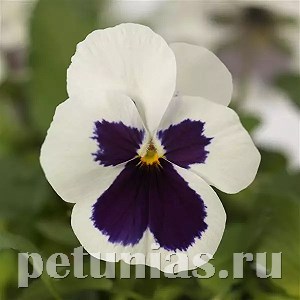 Виола Sorbet Quick White Blotch - 5 шт 10496 - фото 1747