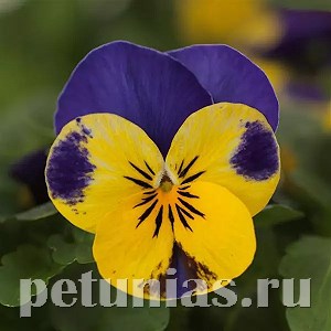 Виола Sorbet Quick Yellow Blue Jump Up - 5 шт 10497 - фото 1749
