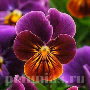 Виола Sorbet Antique Shades - 5 шт 10499 - фото 1753