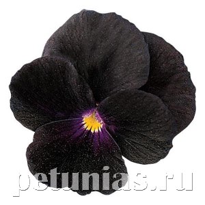 Виола Sorbet Black Delight - 5 шт 10500 - фото 1755